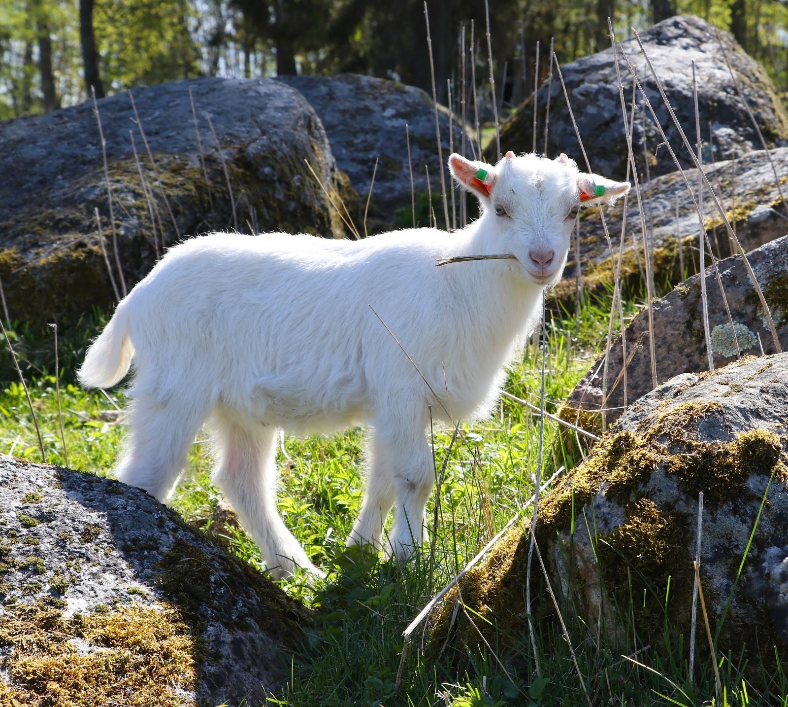 Gamla Linköping Open Air Museum, Linköpings domkyrkodistrikt, Linköpings kommun, Östergötland County, Sweden