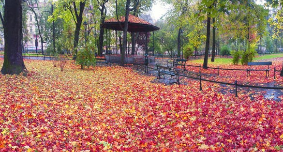 Walk on a rainy evening in an old picturesque colorful park near the Market Square of the famous city of Krakow Eastern Europe among old trees amidst rest and cold