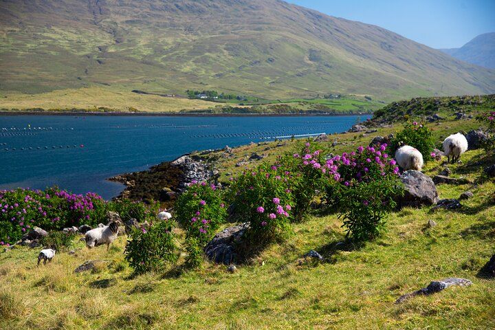 Sheep graze on a grassy hillside with purple flowers in Connemara National Park, overlooking a blue lake and mountains..jpg