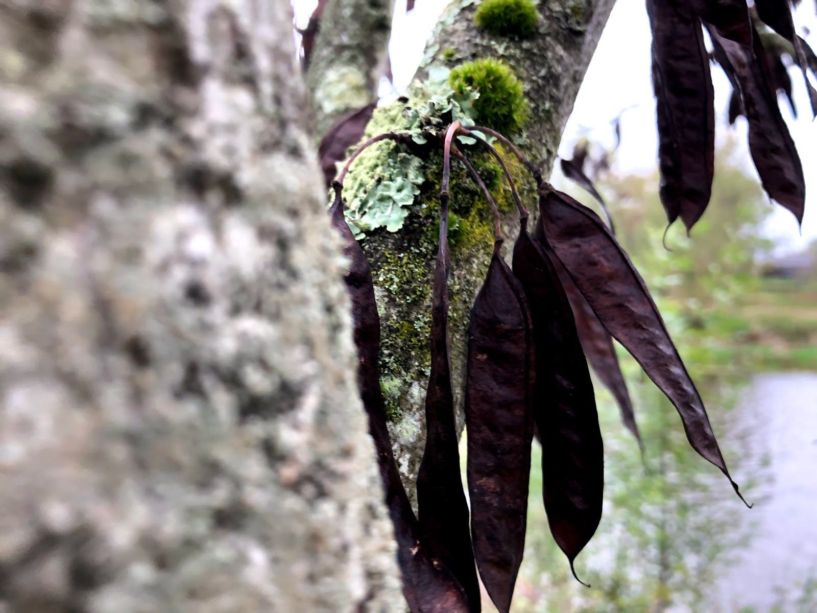 Plage, Rochefort-sur-Loire, Angers, Maine-et-Loire, Pays de la Loire, Metropolitan France, France