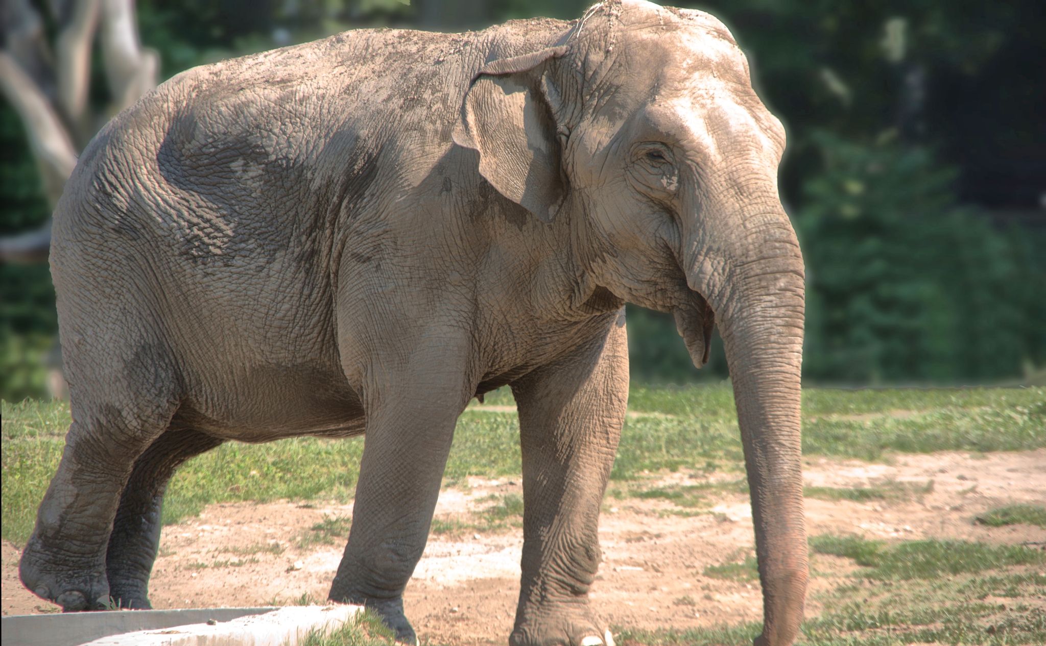 Visiting elephants. Krakow Zoo invites you to visit. Among others, elephants, zebras, monkeys, giraffes, antelopes and tapirs.