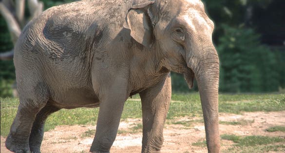 Visiting elephants. Krakow Zoo invites you to visit. Among others, elephants, zebras, monkeys, giraffes, antelopes and tapirs.