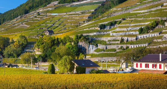 photo of view of Aigle vineyards panoramic view, Switzerland.