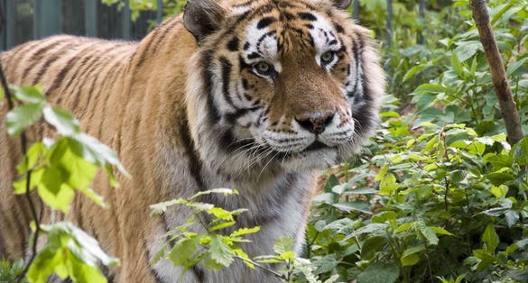 Photo of Tiger among bushes looking away ,Brasov ,Romania .