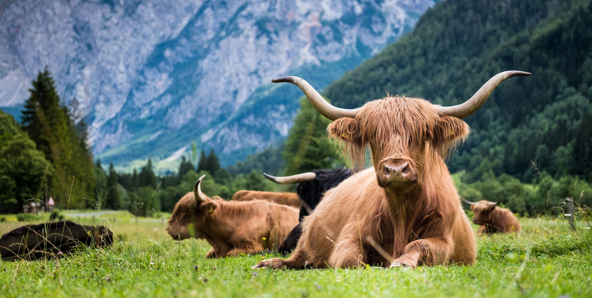 Scottish breed of rustic shaggy cattle also famous as Highland cattle lying on the green grass on the wide meadow in the Logar Valley, Slovenia.