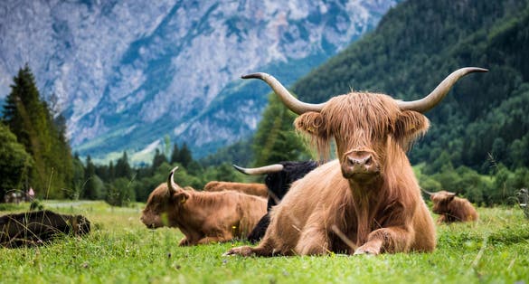 Scottish breed of rustic shaggy cattle also famous as Highland cattle lying on the green grass on the wide meadow in the Logar Valley, Slovenia.