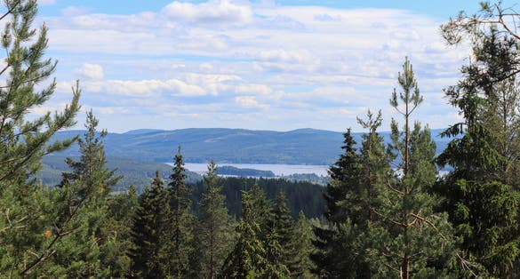 photo of Swedish summer landscape, view above the trees from Järvzoo, Sweden.