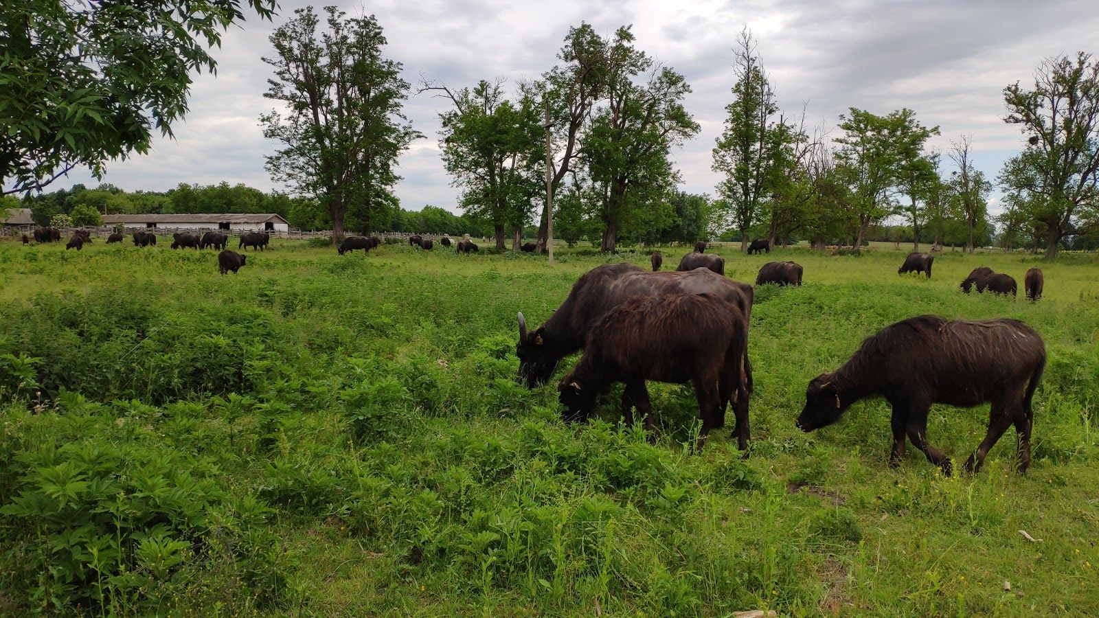 Buffalo reserve Zalakomár, Zalakomár, Nagykanizsai járás, Zala, Western Transdanubia, Transdanubia, Hungary