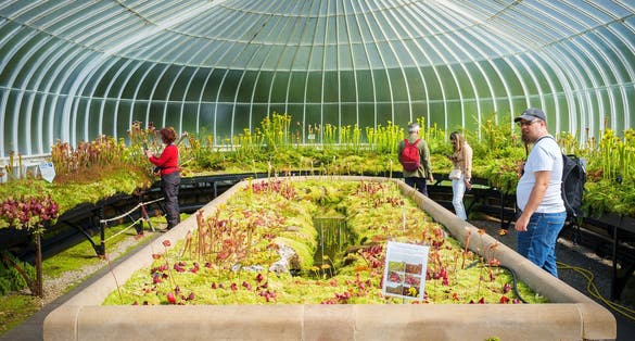 People looking at carnivorous plants in Kibble Palace, Glasgow Botanical Gardens in the United Kingdom.