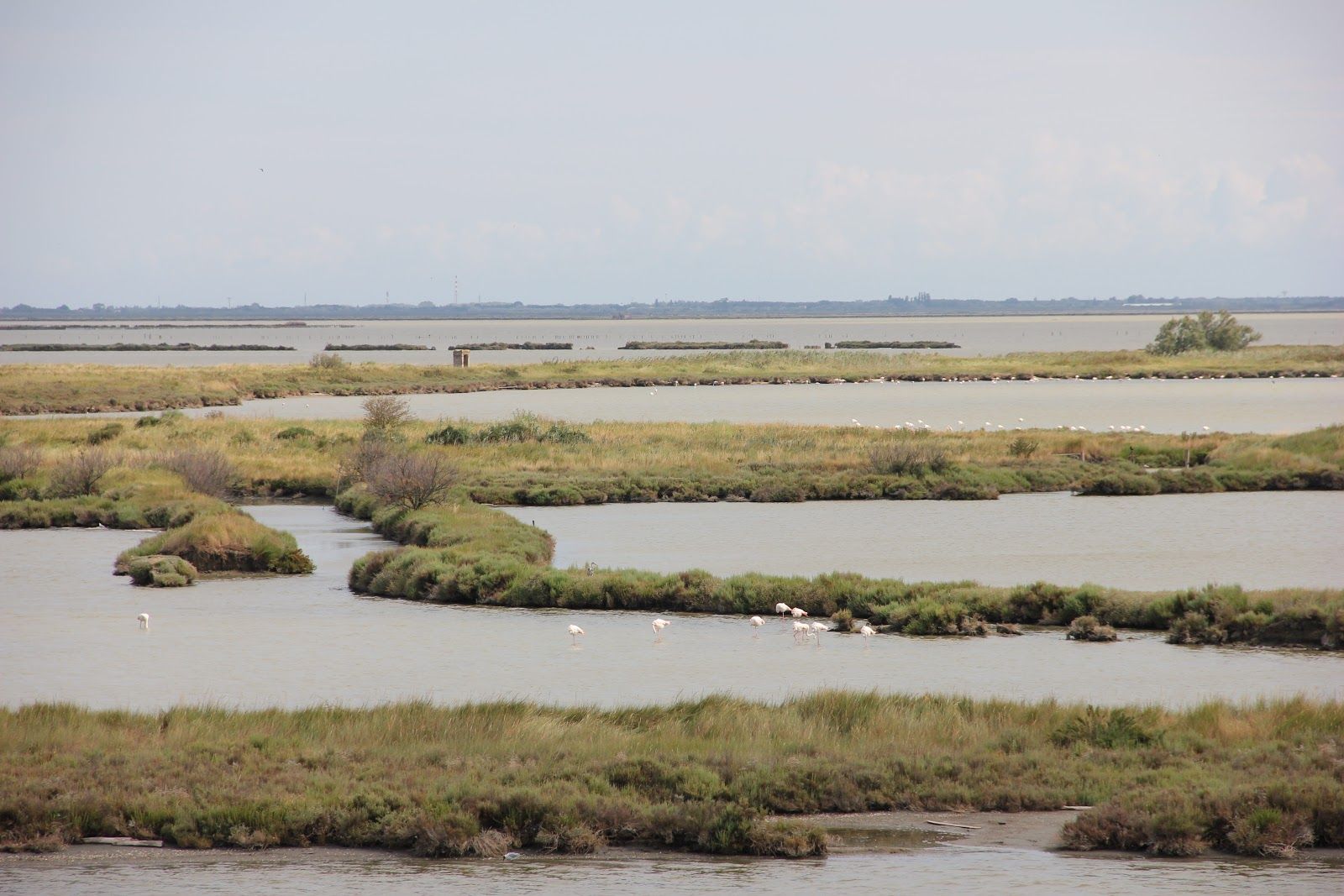 Comacchio Valleys, Comacchio, Ferrara, Emilia-Romagna, Italy