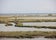 Comacchio Valleys, Comacchio, Ferrara, Emilia-Romagna, Italy