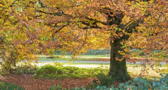 Photo of Autumn trees on Southampton Common, UK.