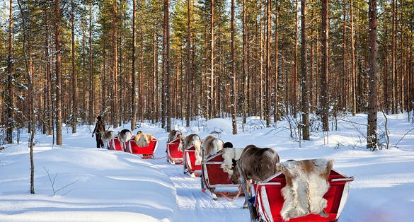 Photo of Reindeer sledding caravan safari with people in winter forest at Rovaniemi, Lapland, Northern Finland.