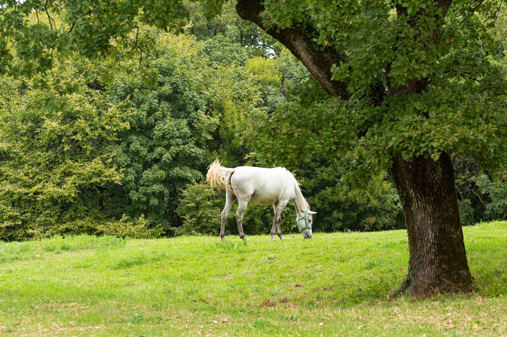 Photo of Lipizzan white horse, Lipica Slovenia.