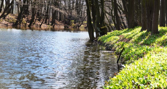 Photo of Spring walk through the forest, through which the brook leads and the beautiful "Rezavka" nature trail, Ostrava, Czechia.