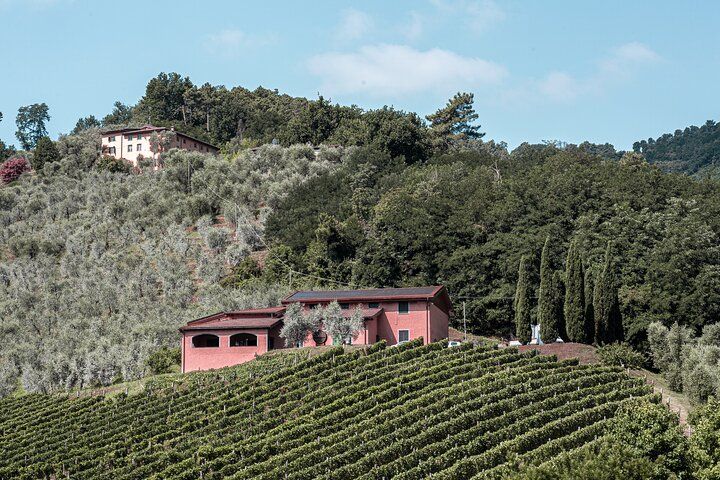 Lucca: Wine Tasting Experience - Tenuta Adamo Winery