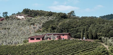Lucca: Wine Tasting Experience - Tenuta Adamo Winery