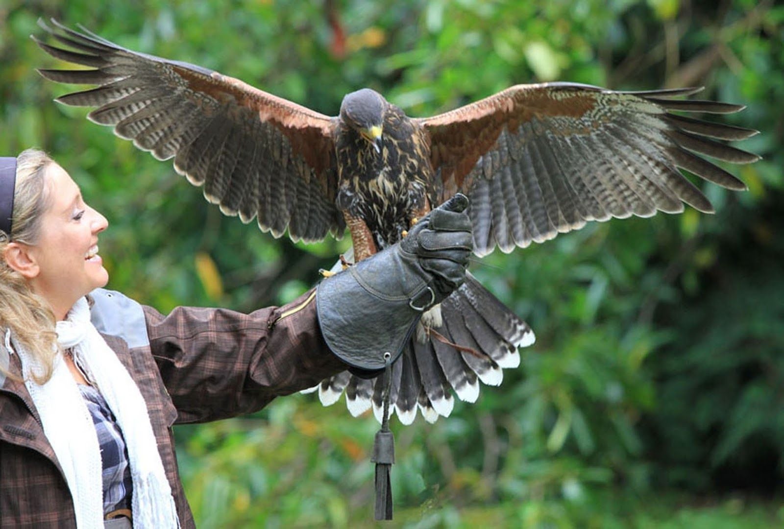 Ireland’s School of Falconry, Ashford, Cloonbur ED, Conamara Municipal District, County Galway, Connacht, Ireland