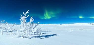 Jokkmokk: Guided Ski Tour in the Forest with Meal