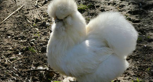 photo of white silky chicken in Kasteelpark Born in Born, the Netherlands.