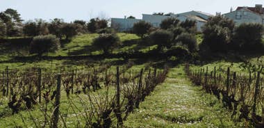 Tomar: Yoga, Meditation and Regional Flavors