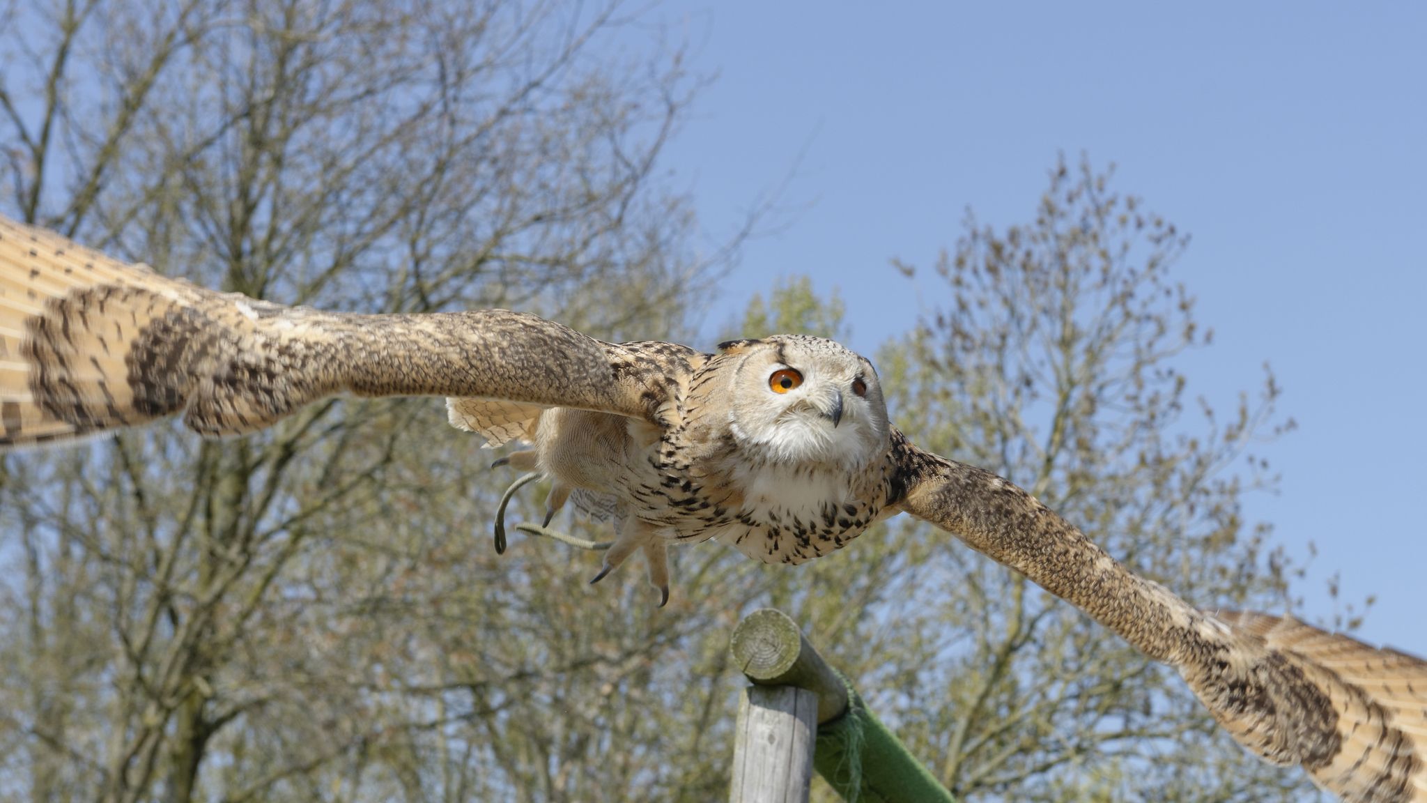 photo of Siberian Uhu in Gaia Zoo in Kerkrade, Netherlands.