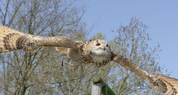 photo of Siberian Uhu in Gaia Zoo in Kerkrade, Netherlands.