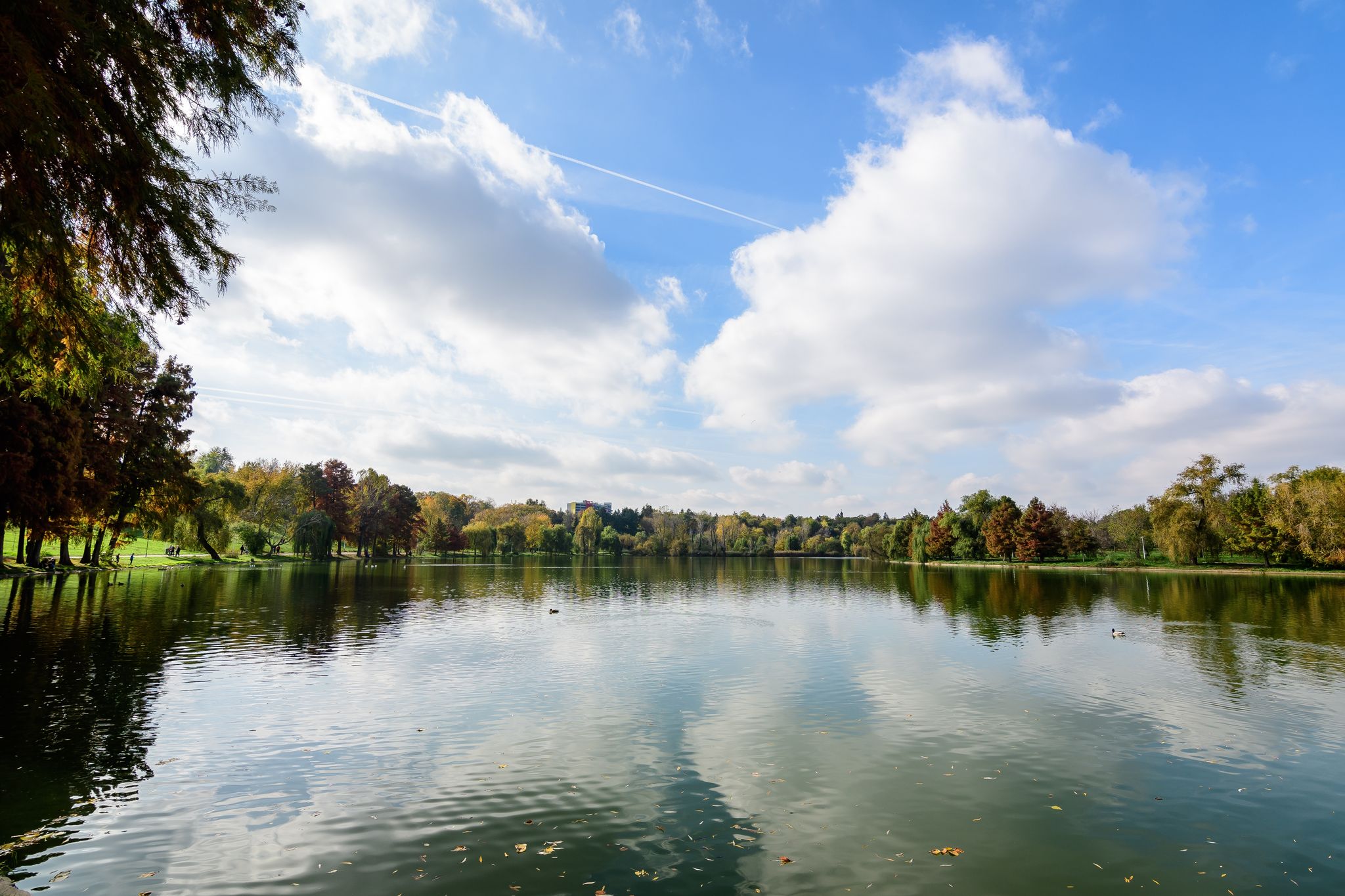 Photo of landscape with many large green and yellow old trees near the lake in a sunny autumn day in Tineretului Park in Bucharest, Romania.