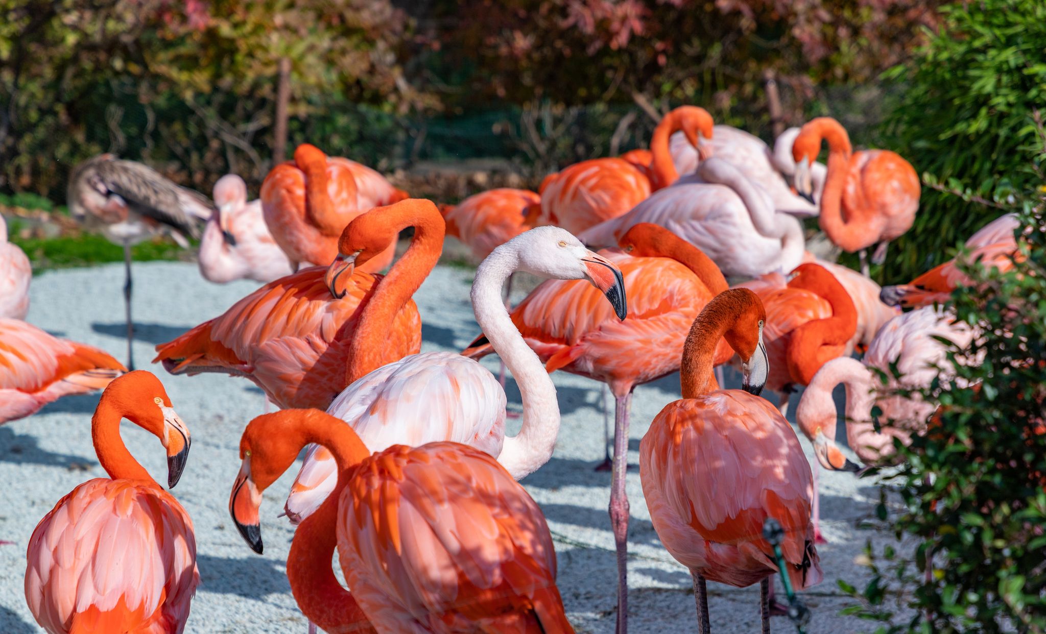 Photo of a group of American Flamingos at the Ostrava Zoo.