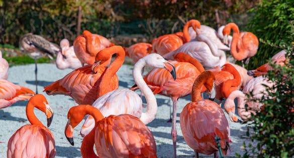 Photo of a group of American Flamingos at the Ostrava Zoo.