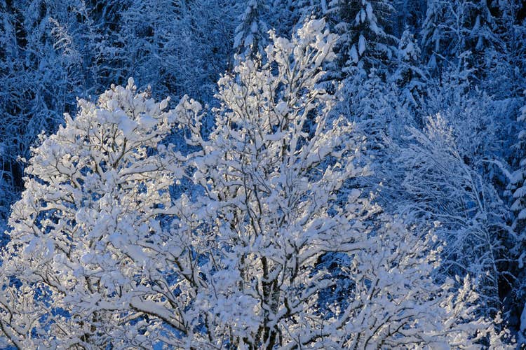Photo of winter trees full of snow in the sunlight in lenk Switzerland.