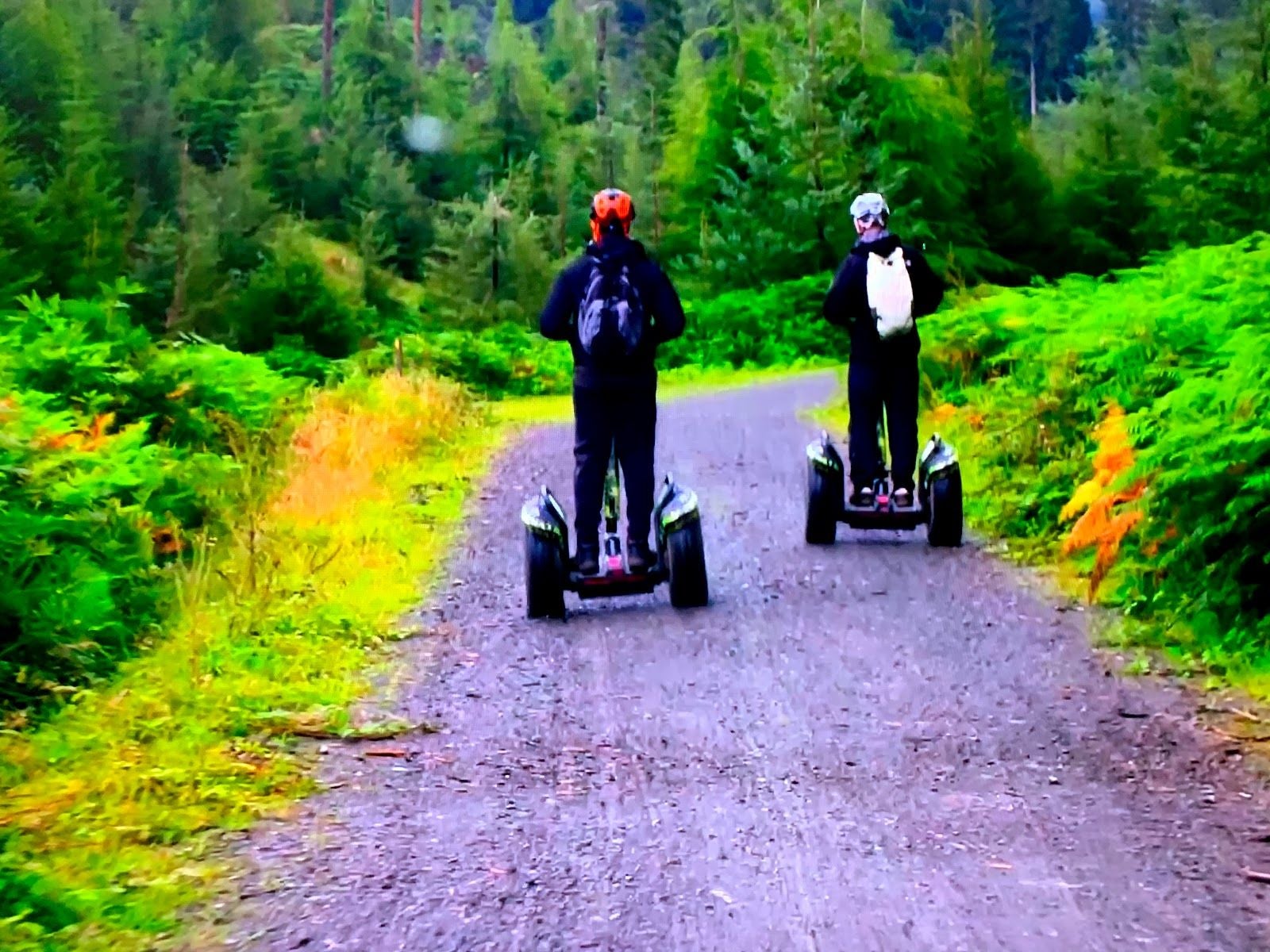 Go Ape Grizedale (Treetop Challenge, Zip Trek, Segways, High Ropes), Satterthwaite, South Lakeland, Cumbria, North West England, England, United Kingdom