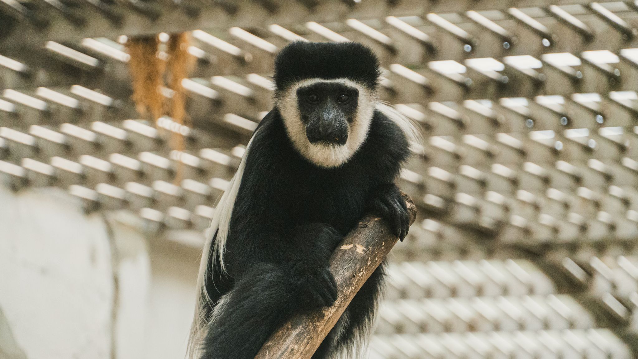Mantled guereza monkey sitting on a tree. Slovakia, Bojnice ZOO. Monkey sitting on a tree. Monkey portrait. Animal photography