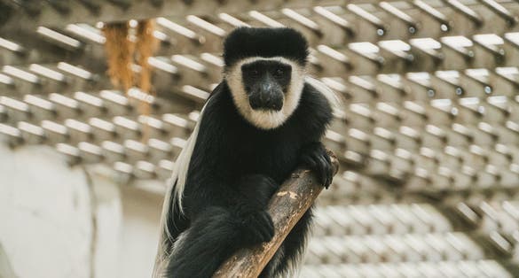 Mantled guereza monkey sitting on a tree. Slovakia, Bojnice ZOO. Monkey sitting on a tree. Monkey portrait. Animal photography