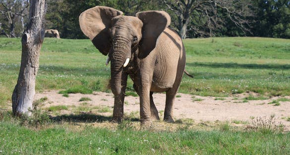 Photo of Knuthenborg Safaripark that is a safari park on the island of Lolland in the southeast of Denmark.