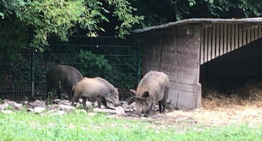 photo of view of Heimat-Tierpark Olderdissen .