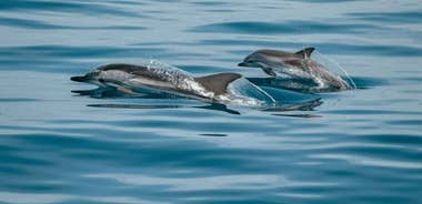 Private boat trips in Porec: dolphin watching, panoramic views