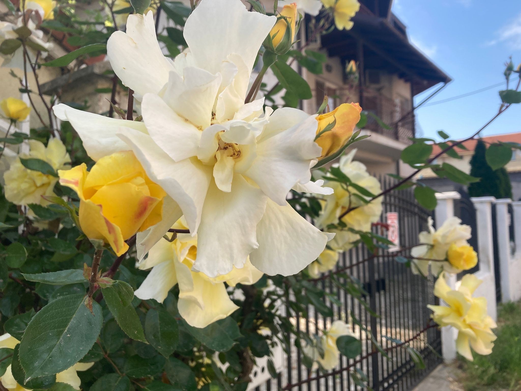 Photo of Rose background, yellow flowers background,Romania.