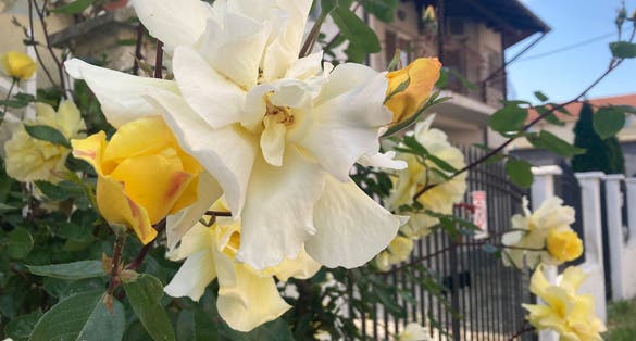 Photo of Rose background, yellow flowers background,Romania.