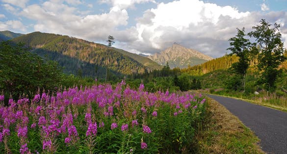 Photo of Kriváň mountain from Podbanské in the evening sun with pink flowers in the foreground.