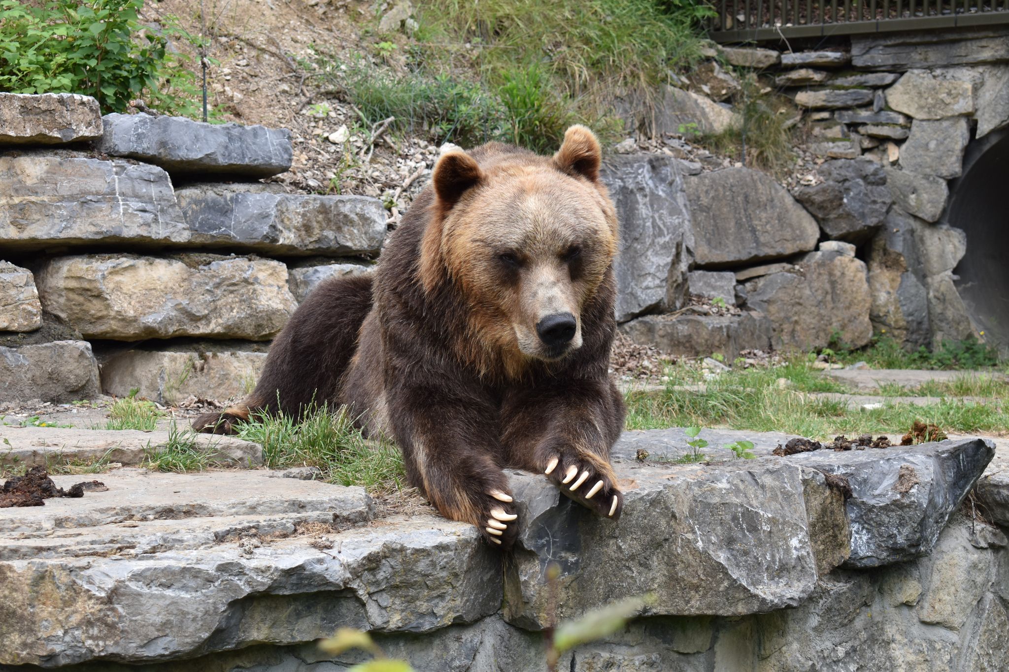 Photo of bear in Planckendael Zoo, Belgium.