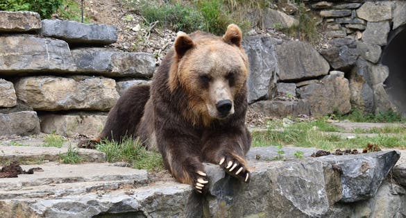 Photo of bear in Planckendael Zoo, Belgium.