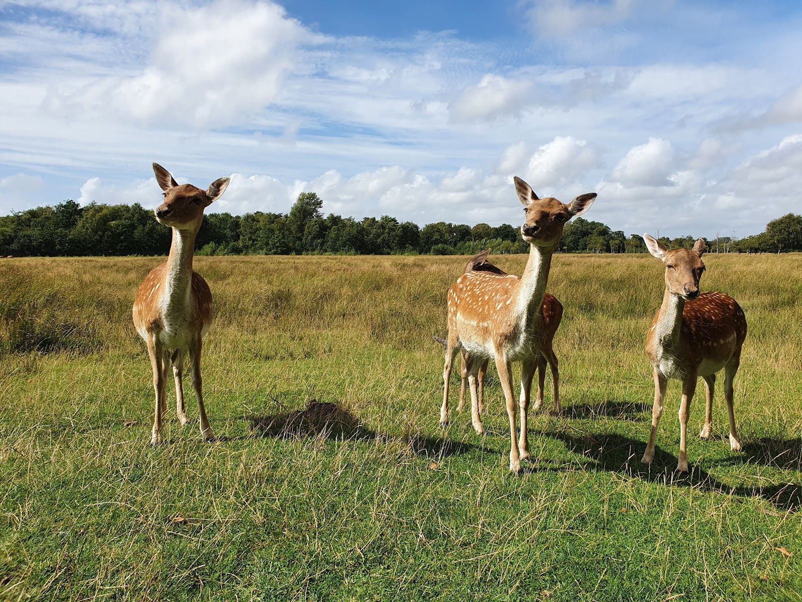 Dyrehaven, Esbjerg Municipality, Region of Southern Denmark, Denmark