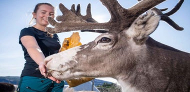 Alta: Reindeer - A carrier of Sámi Culture