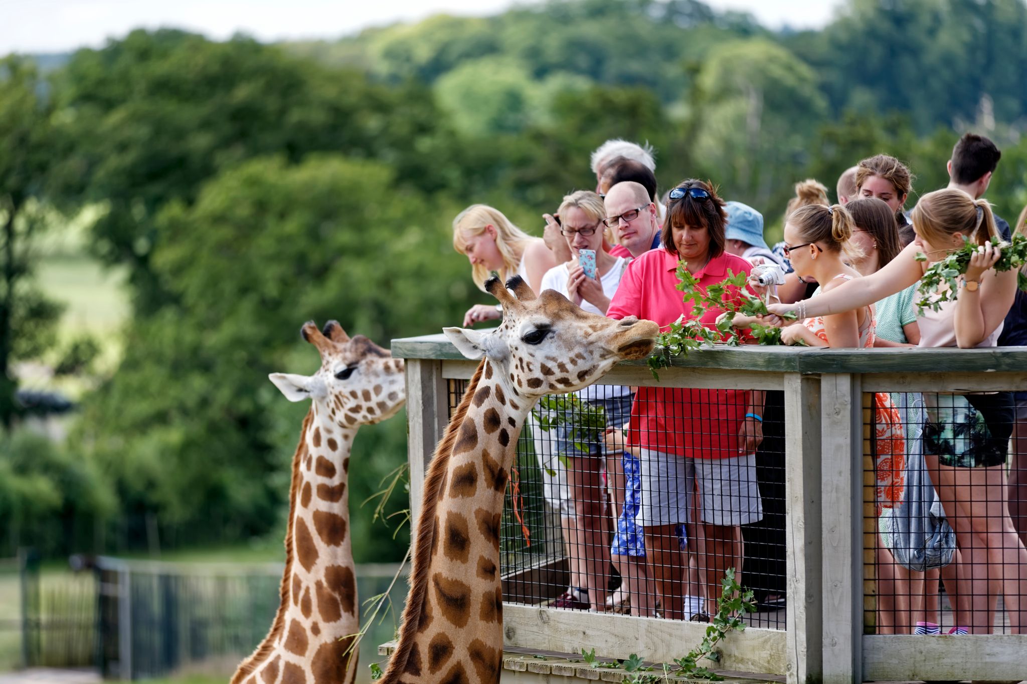 People feeding giraffes at Longleat Safari Park.