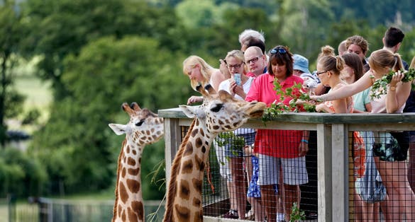 People feeding giraffes at Longleat Safari Park.