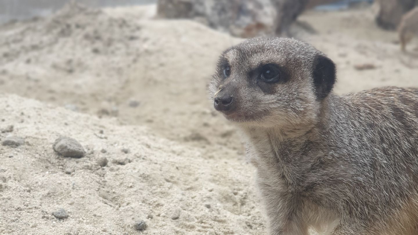 Clonfert Pet Farm, Clonfert South, Balraheen ED, The Municipal District of Clane — Maynooth, County Kildare, Leinster, Ireland