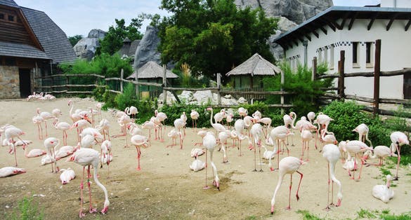 Photo of plenty of flamingos at Budapest Zoo and Botanical Garden, Hungary.