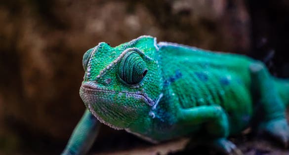 Photo of chameleon in Bristol Zoo ,UK.