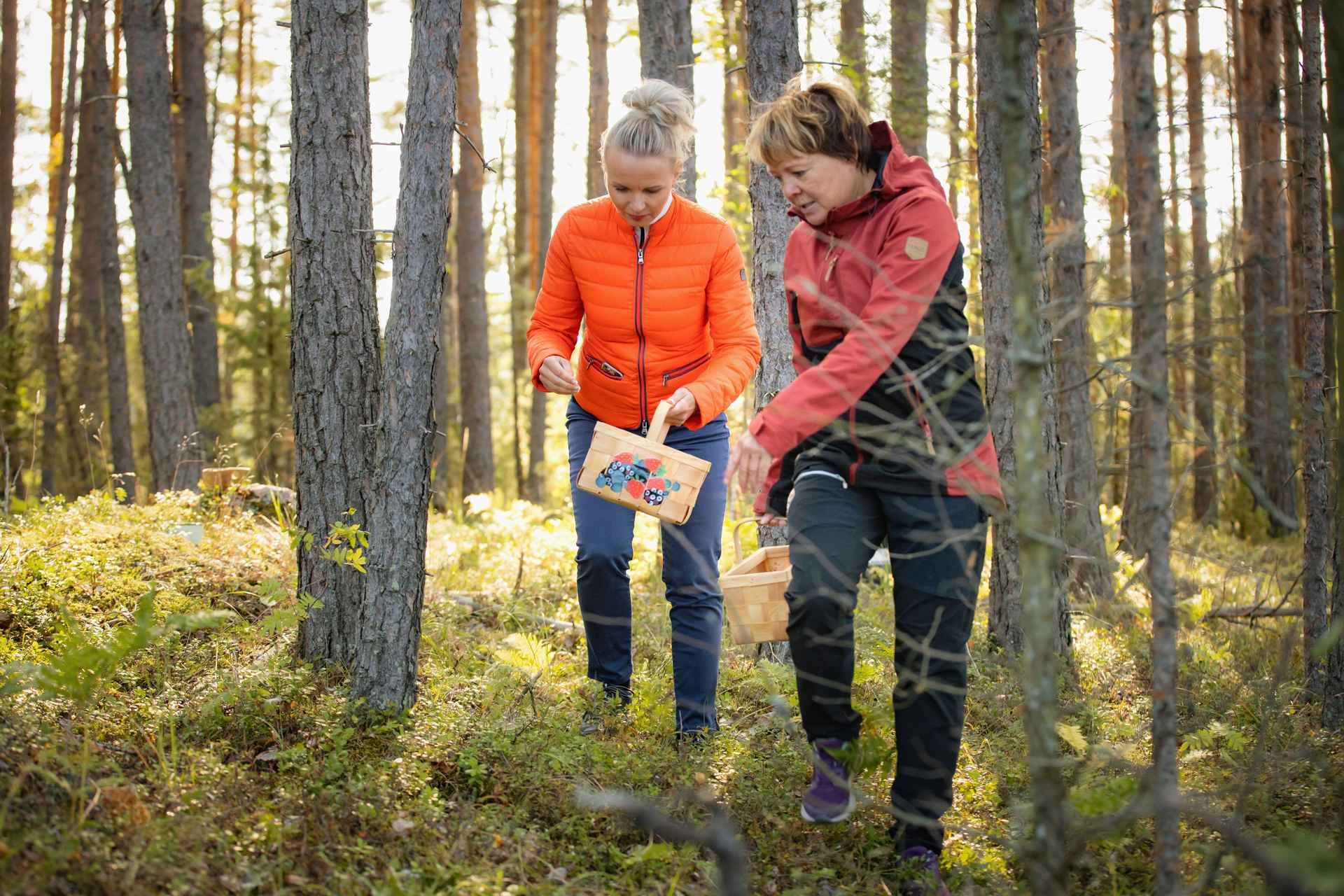 Lahti: Wild Food Foraging Tour with Tastings